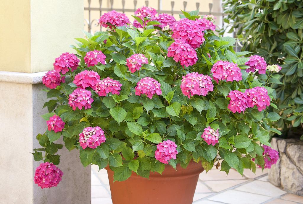 Hortensia